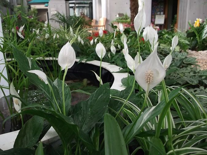 三陽ミュージアム 見頃の花 ８月６日 千葉市花の美術館公式ブログ