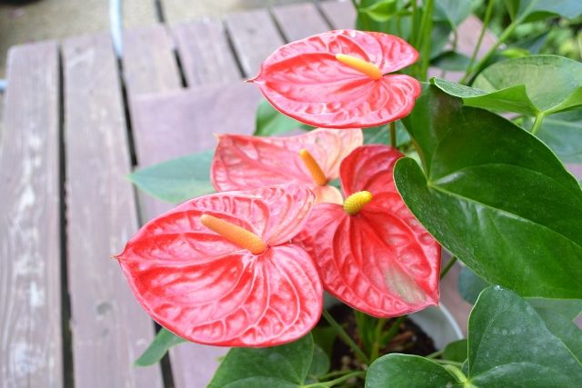 14年08月 千葉市花の美術館公式ブログ