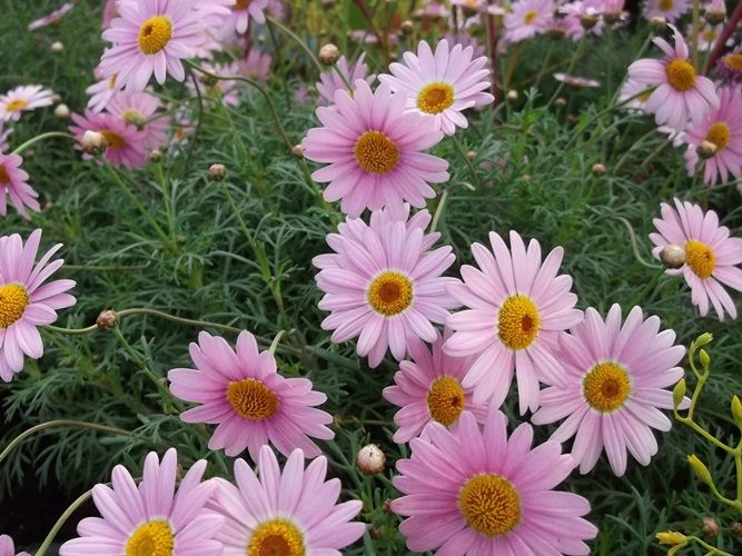 花の美術館 見頃の花 1月29日 千葉市花の美術館公式ブログ 花の美術館 見頃の花 1月29日 千葉市花の美術館公式ブログ