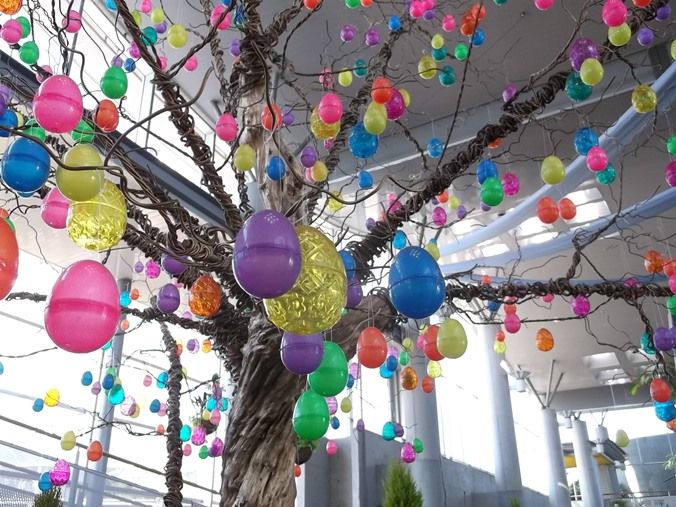 三陽ミュージアム 見頃の花 ３月１日 千葉市花の美術館公式ブログ
