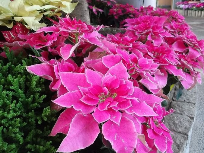 三陽ミュージアム 見頃の花 １２月１日 千葉市花の美術館公式ブログ