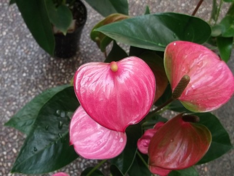 DSCF7057 (640x480)