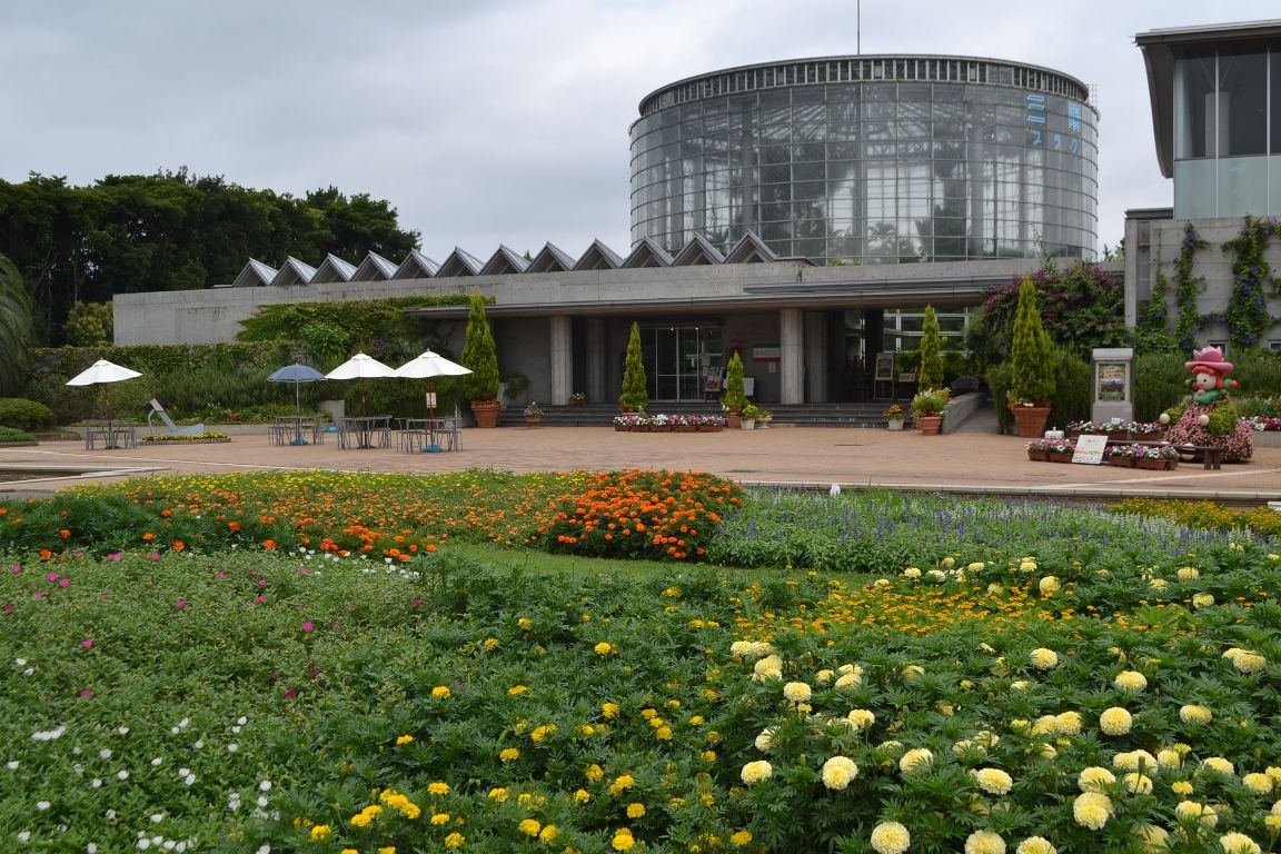 三陽ミュージアム 見頃の花 縮小版 8月4日 千葉市花の美術館公式ブログ 三陽ミュージアム 見頃の花 縮小版 8月4日 千葉市花の美術館公式ブログ