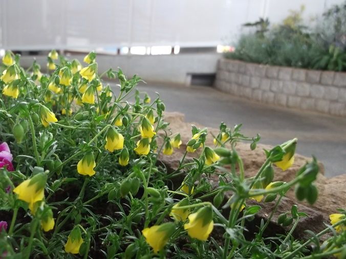 三陽ミュージアム 見頃の花 3月10日 千葉市花の美術館公式ブログ 三陽ミュージアム 見頃の花 3月10日 千葉市花の美術館公式ブログ