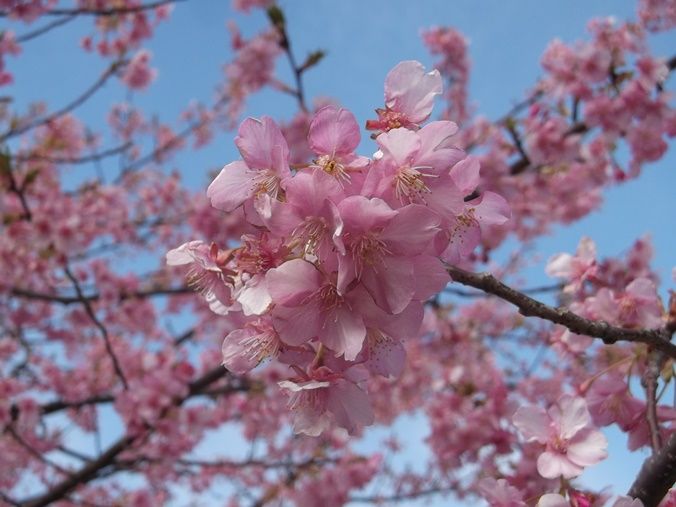 17桜開花情報 見頃の花 菜の花もう少しで終わります 2月22日 千葉市花の美術館公式ブログ 17桜開花情報 見頃の花 菜の花もう少しで終わります 2月22日 千葉市花の美術館公式ブログ