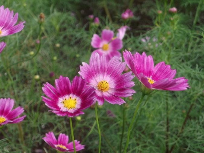 三陽ミュージアム 見頃の花 ９月１３日 千葉市花の美術館公式ブログ