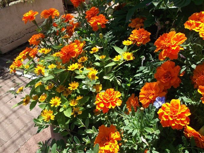 三陽ミュージアム 見頃の花 7月8日 千葉市花の美術館公式ブログ 三陽ミュージアム 見頃の花 7月8日 千葉市花の美術館公式ブログ