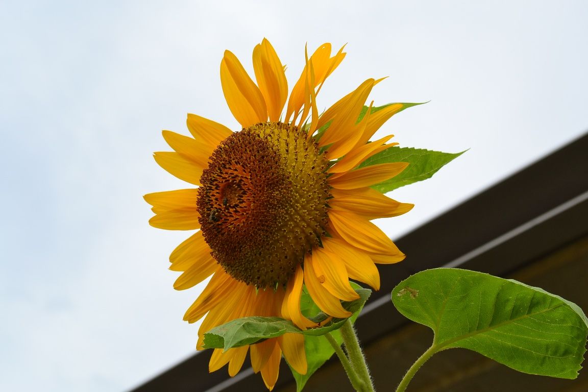 三陽ミュージアム 見頃の花 ７月２３日 千葉市花の美術館公式ブログ