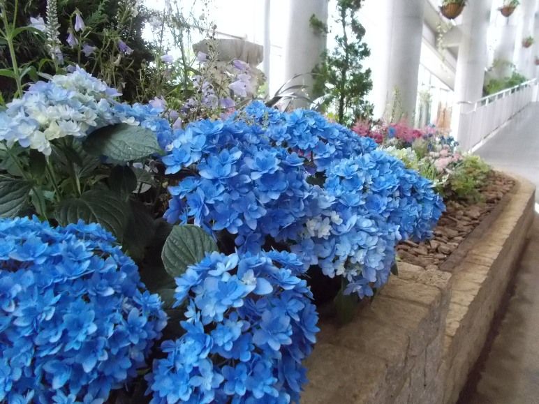 18年05月30日 千葉市花の美術館公式ブログ