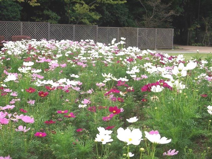 三陽ミュージアム 見頃の花 9月28日 千葉市花の美術館公式ブログ 三陽ミュージアム 見頃の花 9月28日 千葉市花の美術館公式ブログ