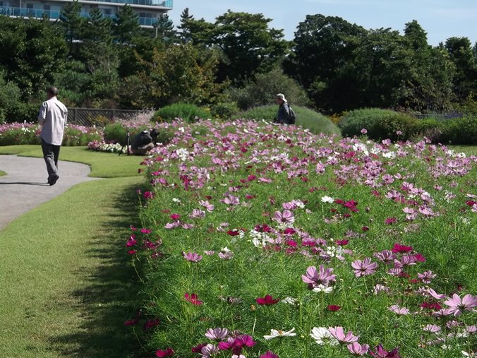 三陽ミュージアム 見頃の花 9月30日 千葉市花の美術館公式ブログ 三陽ミュージアム 見頃の花 9月30日 千葉市花の美術館公式ブログ
