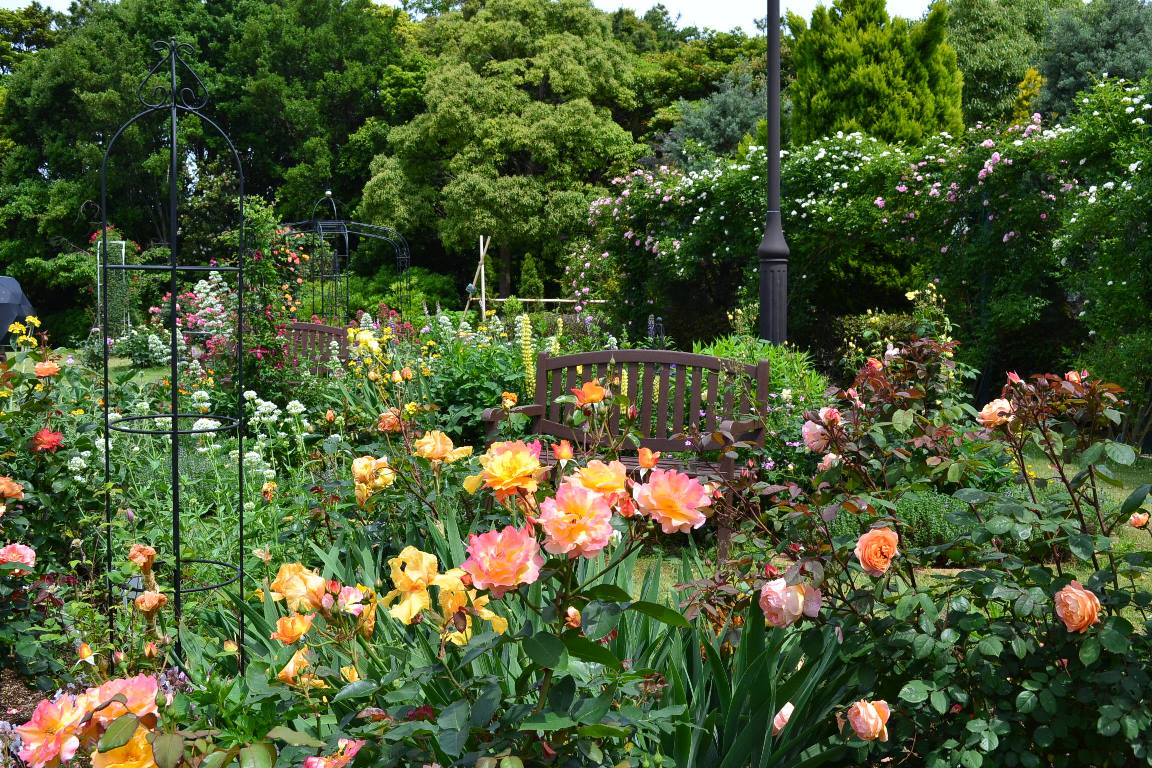 ローズガーデン バラの開花状況 ５月２３日 千葉市花の美術館公式ブログ