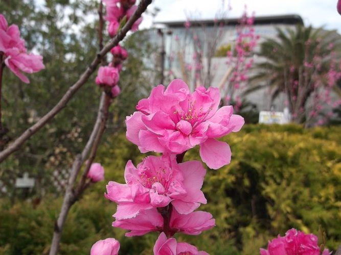 花の美術館 見頃の花 3月26日 千葉市花の美術館公式ブログ 花の美術館 見頃の花 3月26日 千葉市花の美術館公式ブログ
