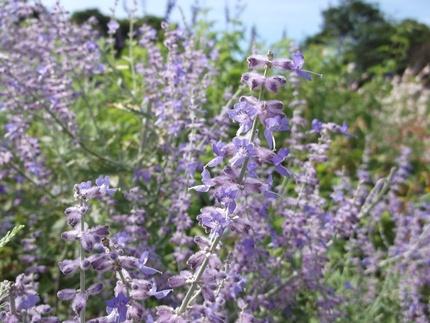 花の美術館 見頃の花 ７月１７日 千葉市花の美術館公式ブログ