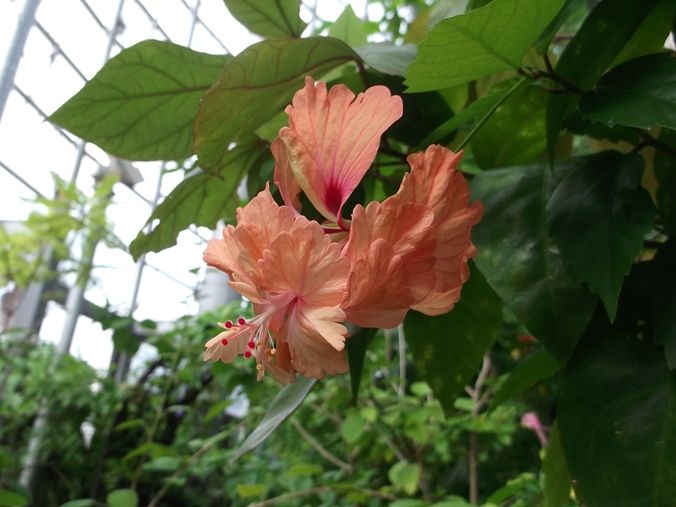 三陽ミュージアム 見頃の花 10月7日 千葉市花の美術館公式ブログ 三陽ミュージアム 見頃の花 10月7日 千葉市花の美術館公式ブログ