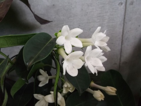 14年08月 千葉市花の美術館公式ブログ