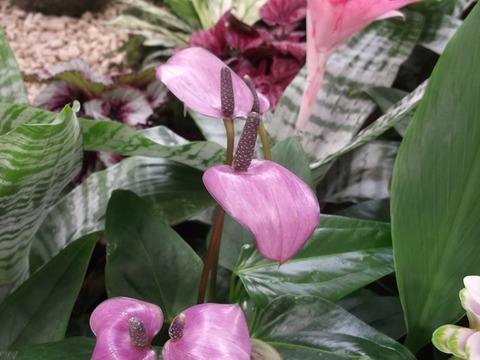 見頃の花 千葉市花の美術館公式ブログ 見頃の花 千葉市花の美術館公式ブログ