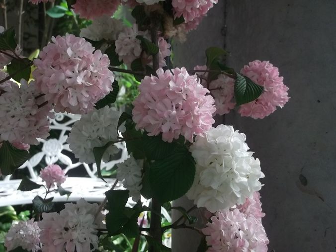 三陽ミュージアム 見頃の花 5月13日 千葉市花の美術館公式ブログ 三陽ミュージアム 見頃の花 5月13日 千葉市花の美術館公式ブログ