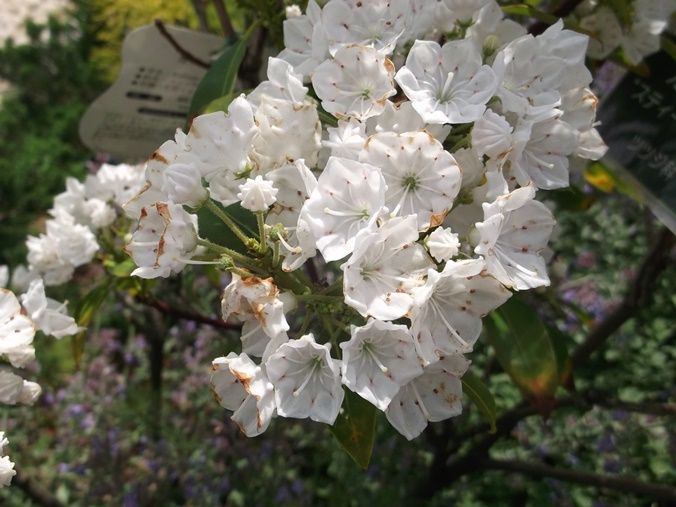 16年05月 千葉市花の美術館公式ブログ