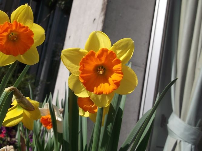 花の美術館 見頃の花 ３月１２日 千葉市花の美術館公式ブログ