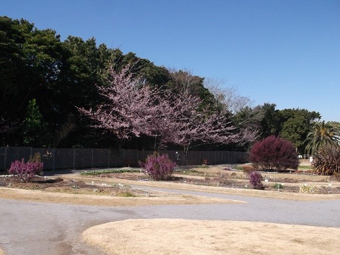17桜開花情報 見頃の花 3月9日 千葉市花の美術館公式ブログ 17桜開花情報 見頃の花 3月9日 千葉市花の美術館公式ブログ