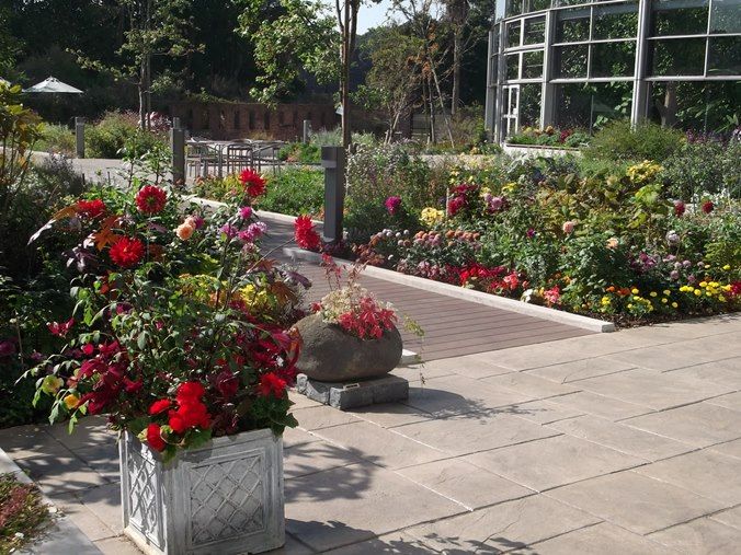 三陽ミュージアム 見頃の花 １０月２６日 千葉市花の美術館公式ブログ