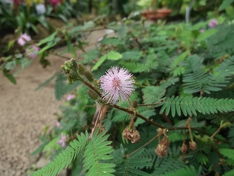 植物企画展 千葉市花の美術館公式ブログ 植物企画展 千葉市花の美術館公式ブログ