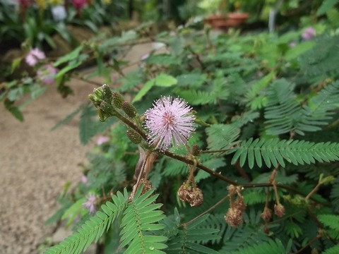 植物企画展 千葉市花の美術館公式ブログ