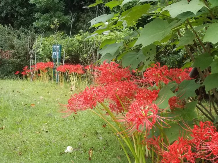 三陽ミュージアム 見頃の花 ９月２２日 千葉市花の美術館公式ブログ