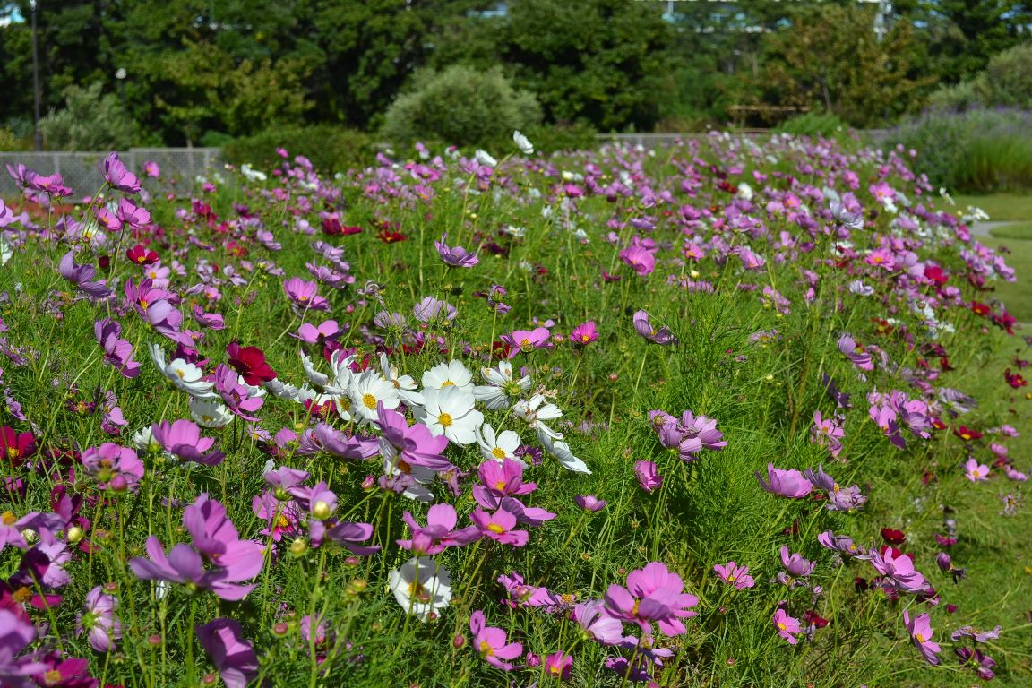 三陽ミュージアム 見頃の花 １０月８日 千葉市花の美術館公式ブログ