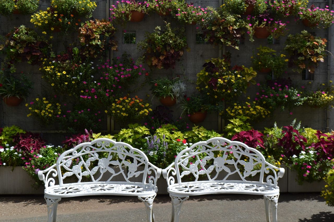 三陽ミュージアム 見頃の花 縮小版 ８月２４日 千葉市花の美術館公式ブログ