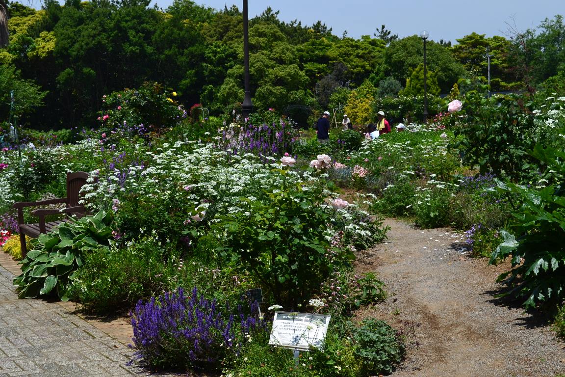 ローズガーデン バラの開花状況 ５月３０日 千葉市花の美術館公式ブログ