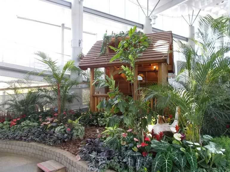 三陽ミュージアム 見頃の花 7月19日 千葉市花の美術館公式ブログ 三陽ミュージアム 見頃の花 7月19日 千葉市花の美術館公式ブログ