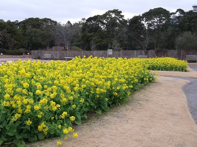 三陽ミュージアム 見頃の花 2月4日 千葉市花の美術館公式ブログ 三陽ミュージアム 見頃の花 2月4日 千葉市花の美術館公式ブログ