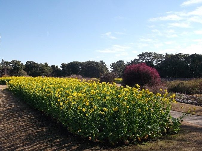 三陽ミュージアム 見頃の花 1月14日 千葉市花の美術館公式ブログ 三陽ミュージアム 見頃の花 1月14日 千葉市花の美術館公式ブログ