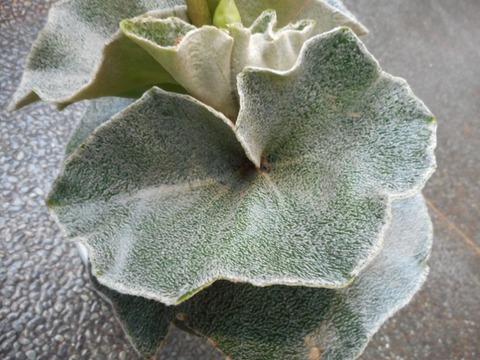 DSCN0362 (640x480)