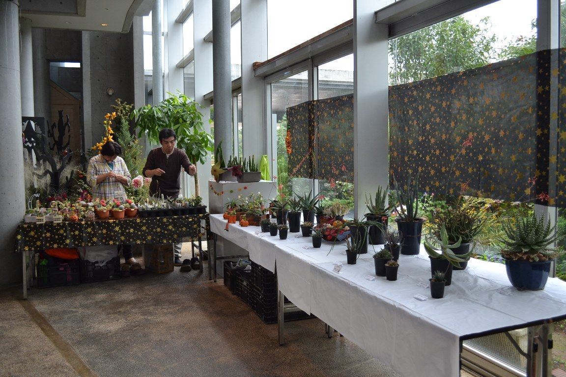 秋の多肉植物展が始まりました １０月２２日 千葉市花の美術館公式ブログ