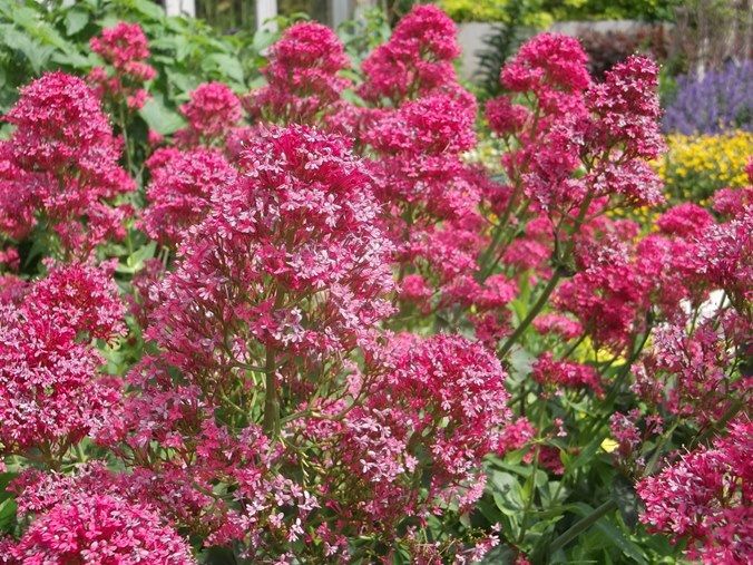 三陽ミュージアム 見頃の花 ５月１７日 千葉市花の美術館公式ブログ