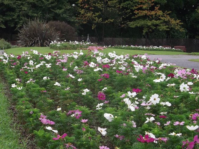 三陽ミュージアム 見頃の花 ９月６日 千葉市花の美術館公式ブログ