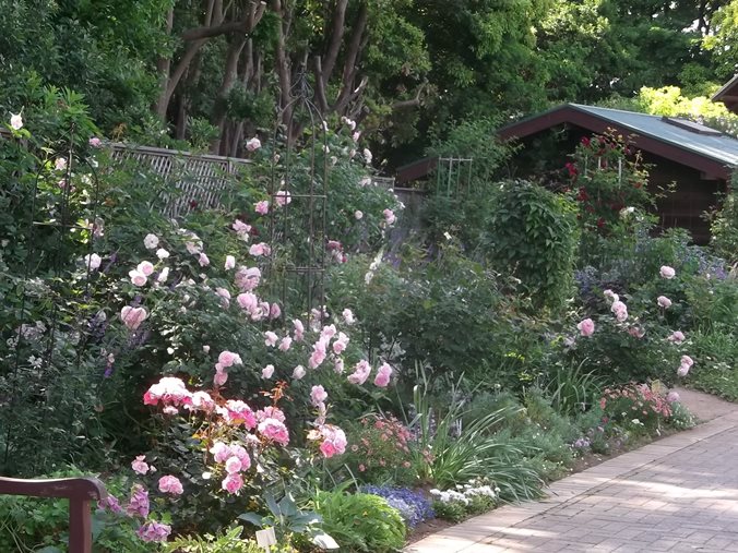 三陽ミュージアム 見頃の花 ５月２６日 千葉市花の美術館公式ブログ