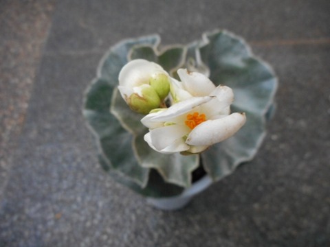 DSCN0360 (640x480)