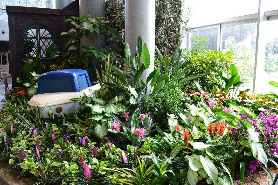 三陽ミュージアム 見頃の花 7月1日 千葉市花の美術館公式ブログ 三陽ミュージアム 見頃の花 7月1日 千葉市花の美術館公式ブログ