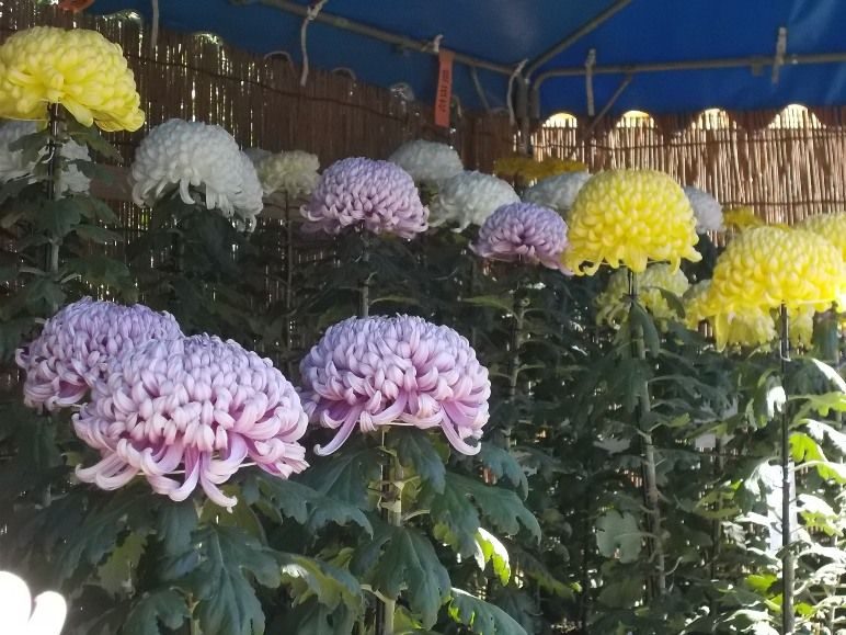 三陽ミュージアム 見頃の花 縮小版 11月2日 千葉市花の美術館公式ブログ 三陽ミュージアム 見頃の花 縮小版 11月2日 千葉市花の美術館公式ブログ