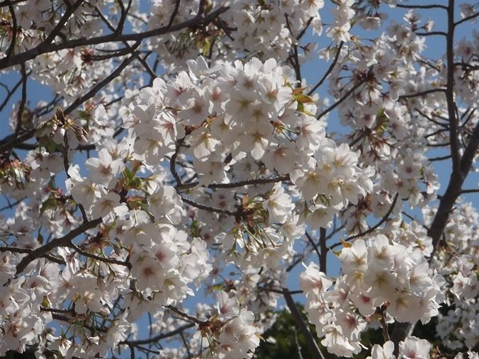 17桜開花情報 見頃の花 3月22日 千葉市花の美術館公式ブログ 17桜開花情報 見頃の花 3月22日 千葉市花の美術館公式ブログ
