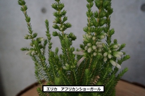 アフリカンショーガール (4) (640x425)