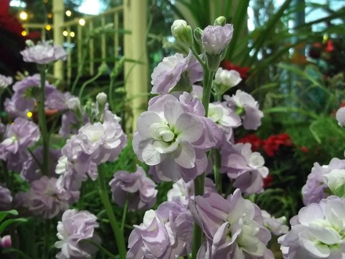 三陽ミュージアム 見頃の花 縮小版 11月20日 千葉市花の美術館公式ブログ 三陽ミュージアム 見頃の花 縮小版 11月20日 千葉市花の美術館公式ブログ