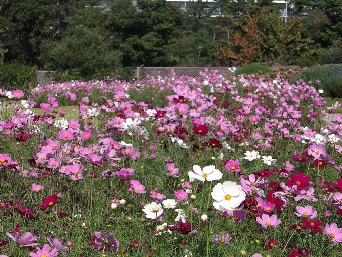 三陽ミュージアム 見頃の花 ９月３０日 千葉市花の美術館公式ブログ