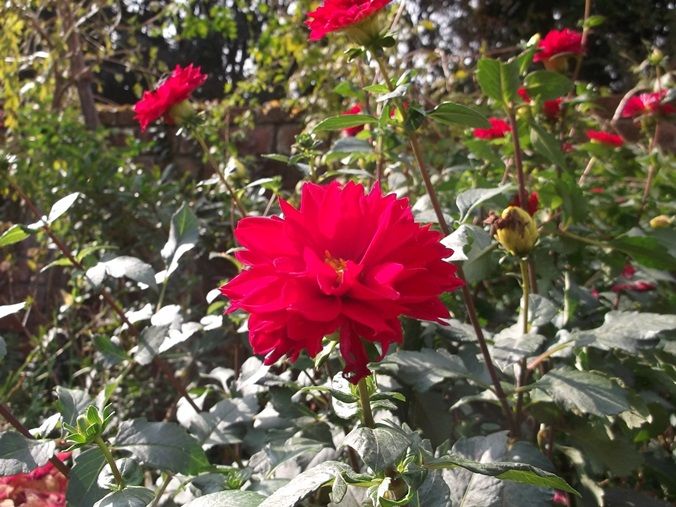 三陽ミュージアム 見頃の花 11月6日 千葉市花の美術館公式ブログ 三陽ミュージアム 見頃の花 11月6日 千葉市花の美術館公式ブログ