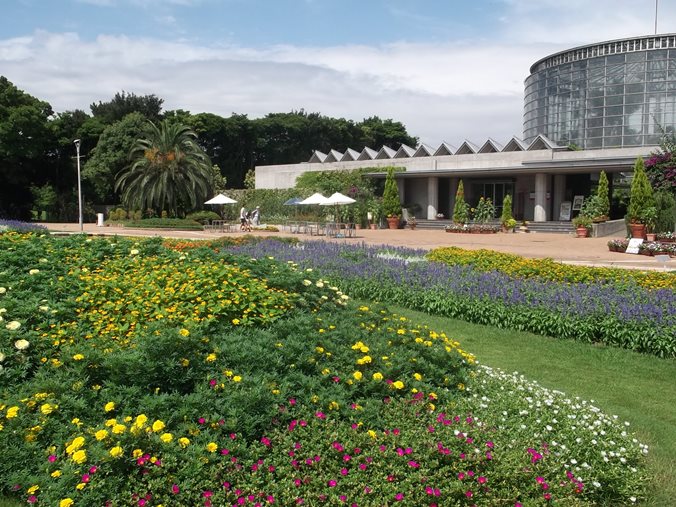 三陽ミュージアム 見頃の花 ８月１９日 千葉市花の美術館公式ブログ