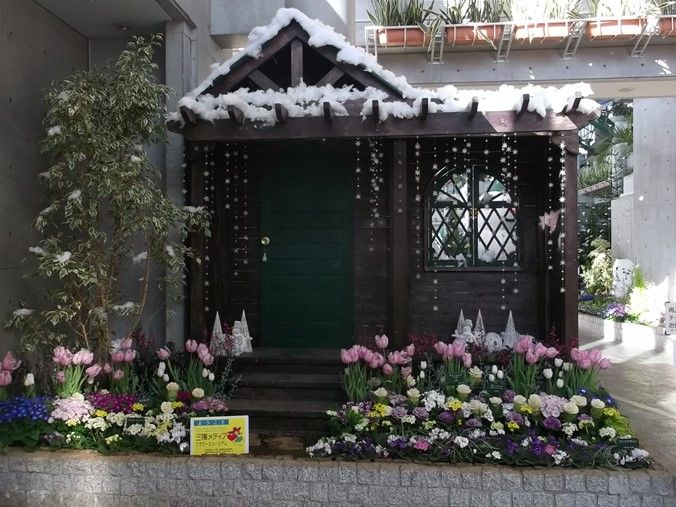 三陽ミュージアム 見頃の花 １月１４日 千葉市花の美術館公式ブログ